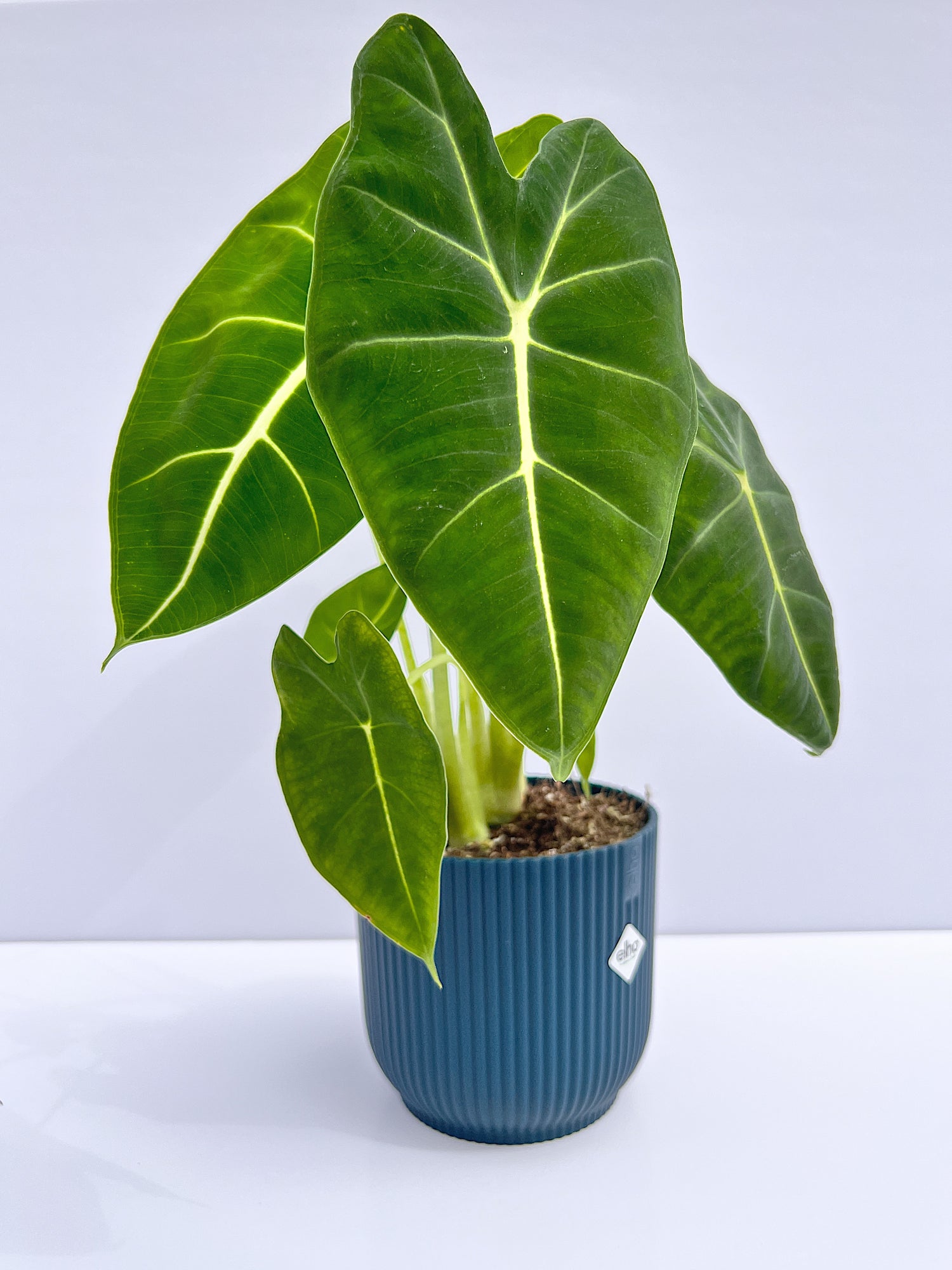 Alocasia micholitziana - Frydek
