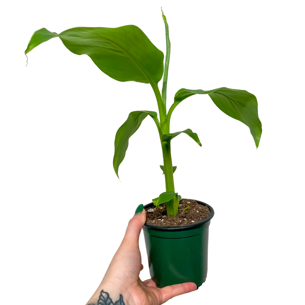 
                  
                    Musa (Dwarf Cavendish Banana Plant)
                  
                