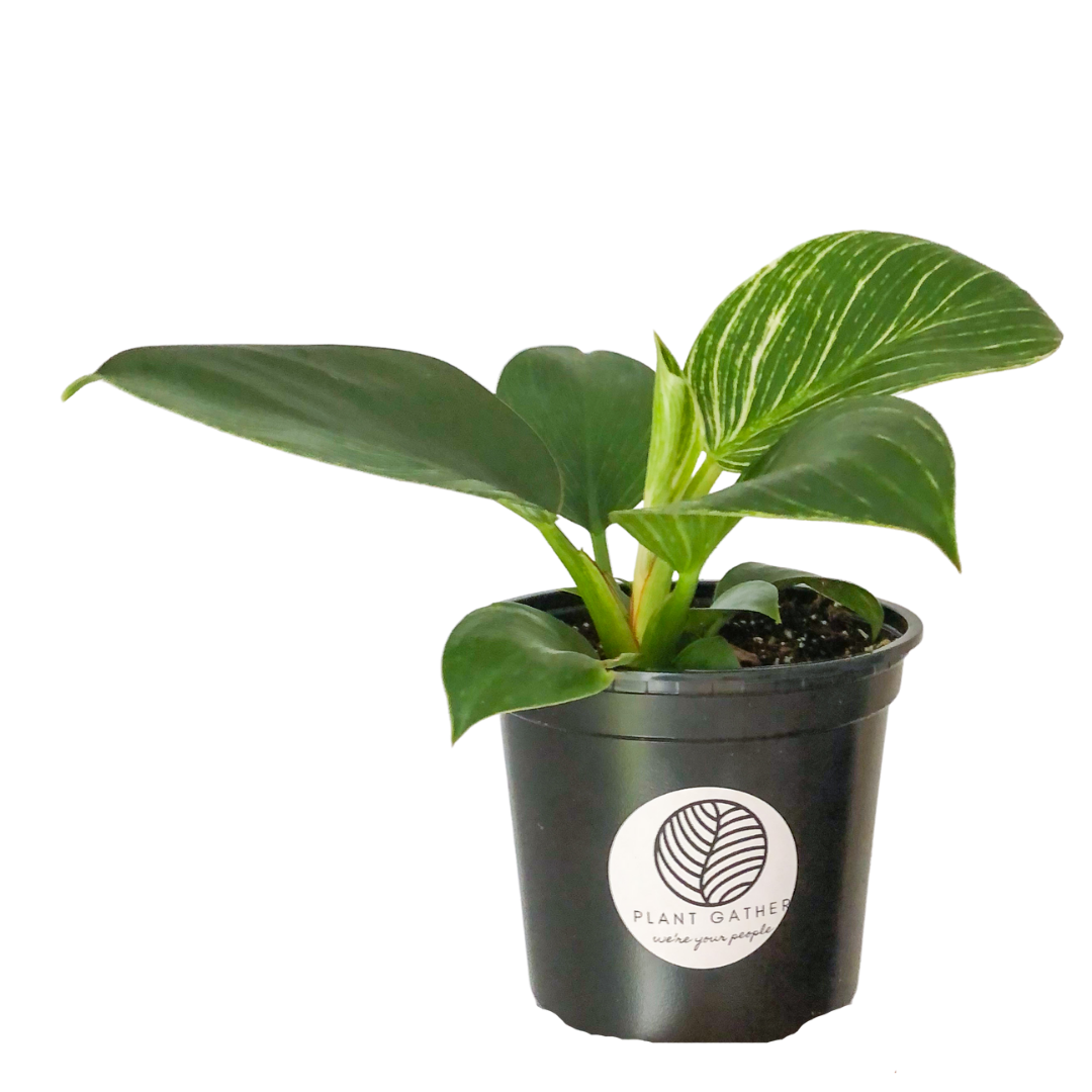 Philodendron Birken