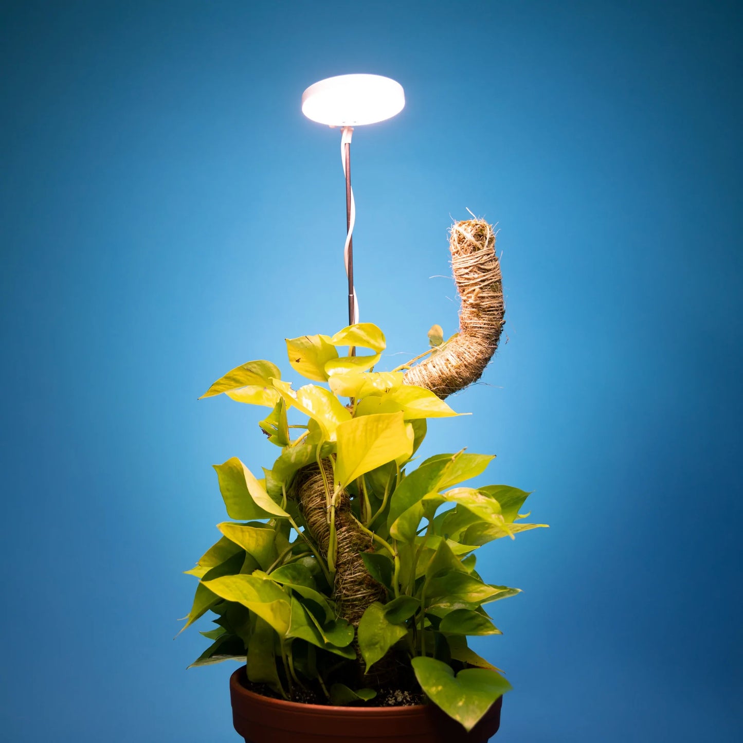 
                  
                    Adjustable LED Plant Light
                  
                