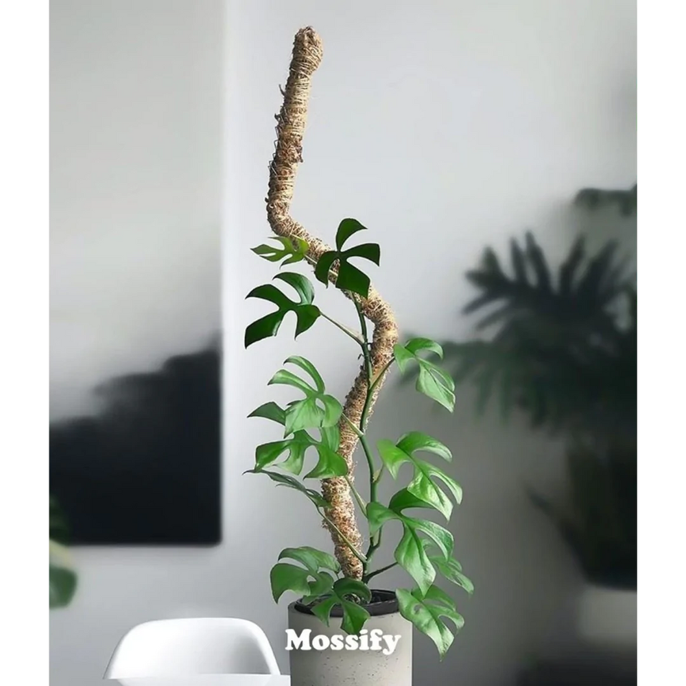 The Bendable Moss Pole - For Climbing Plants