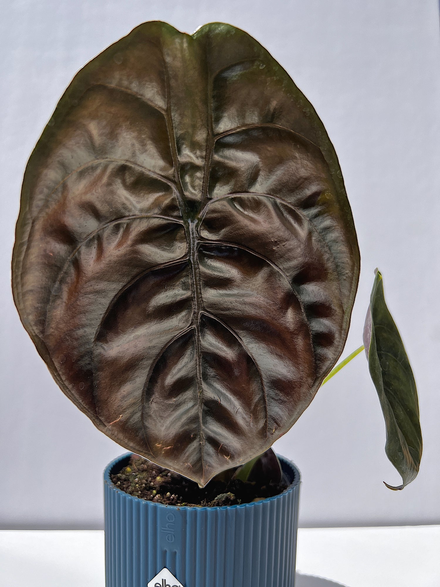 Alocasia Cuprea