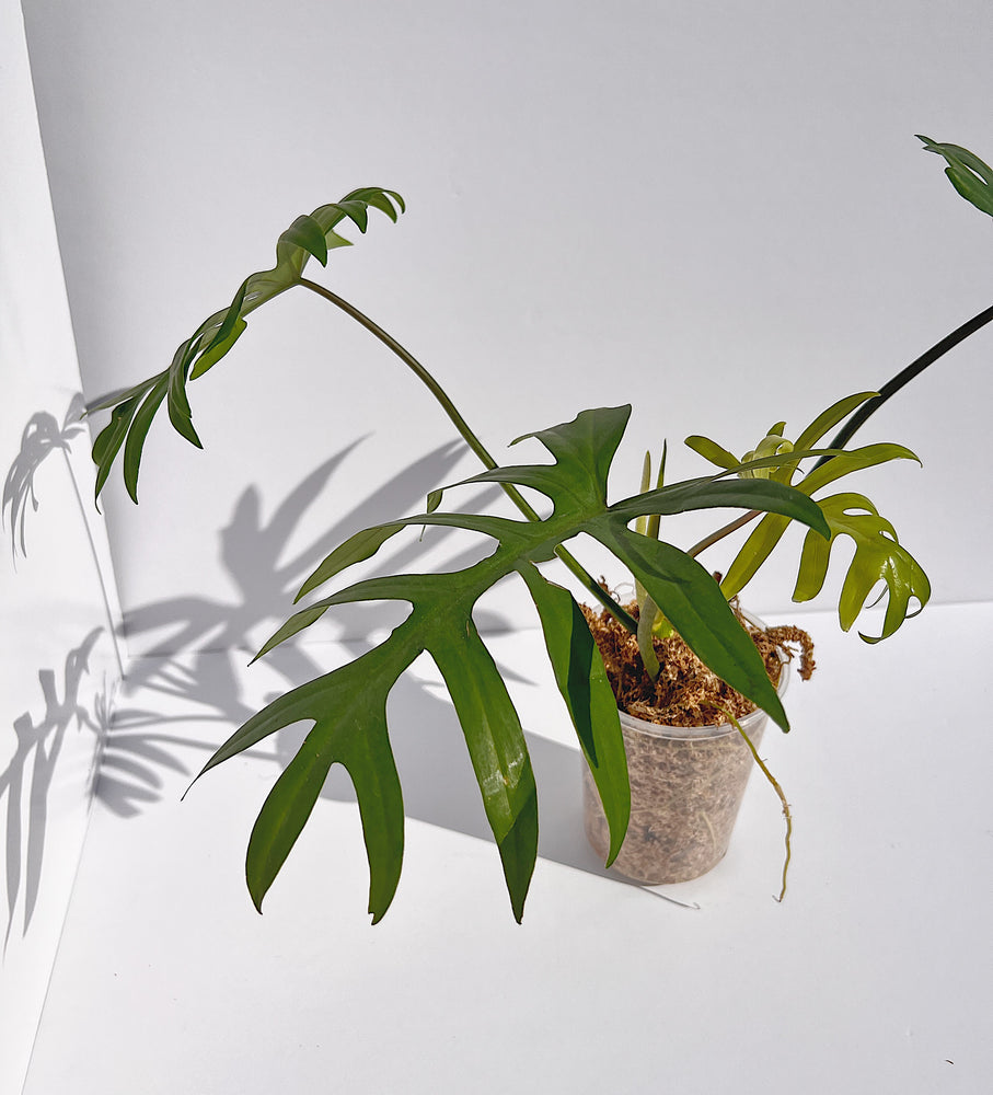 
                  
                    Philodendron Mayoi
                  
                