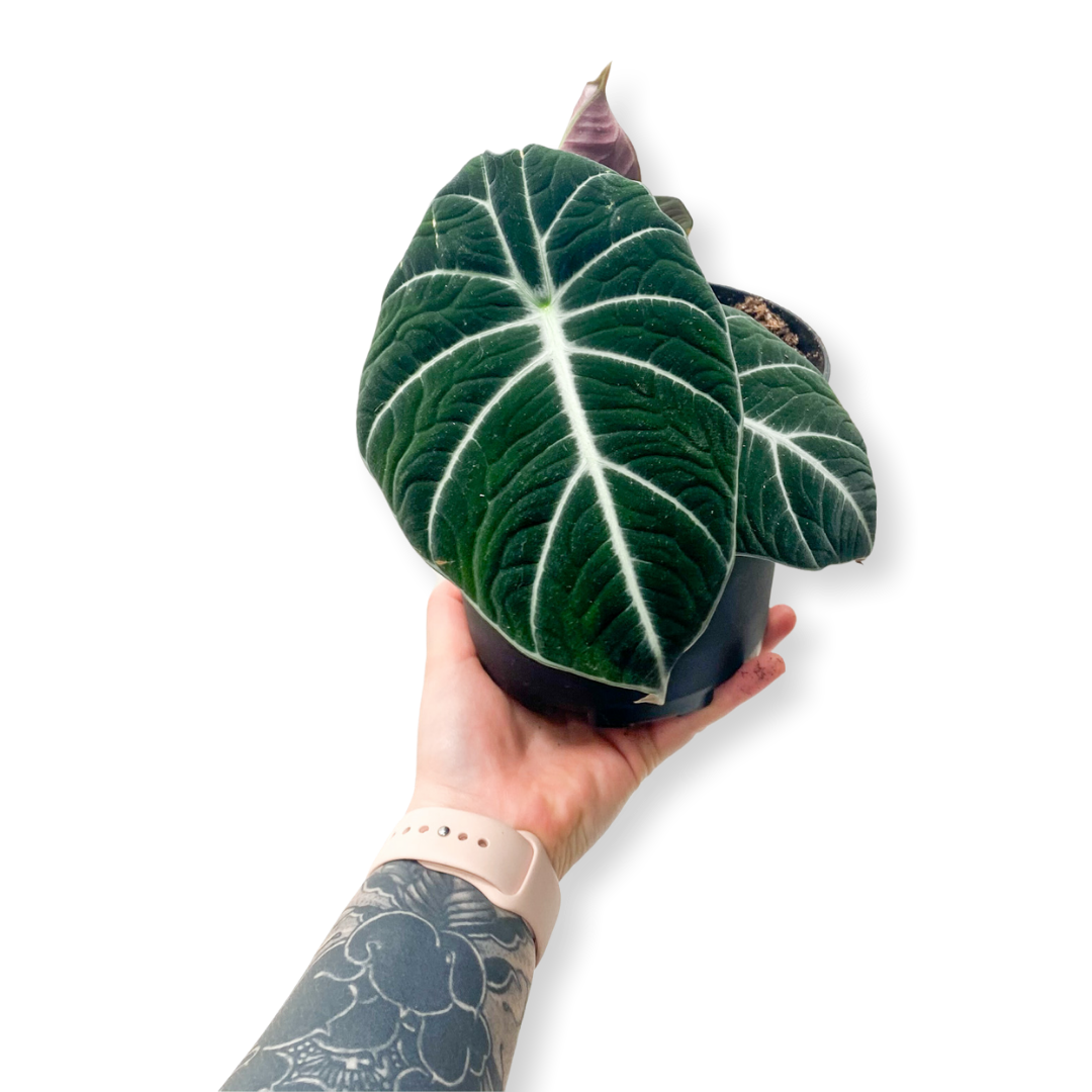 Alocasia Reginula - Black Velvet