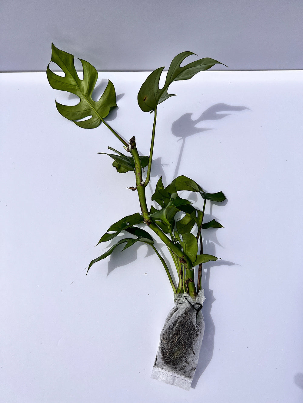 Rhaphidophora Tetrasperma (Mini Monstera) - rooted cuttings