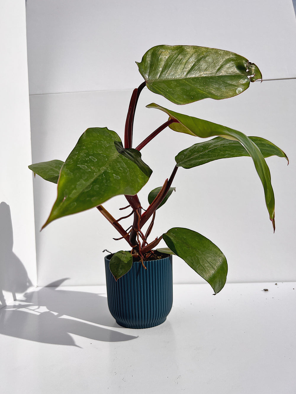 Philodendron Erubescens - Red Emerald