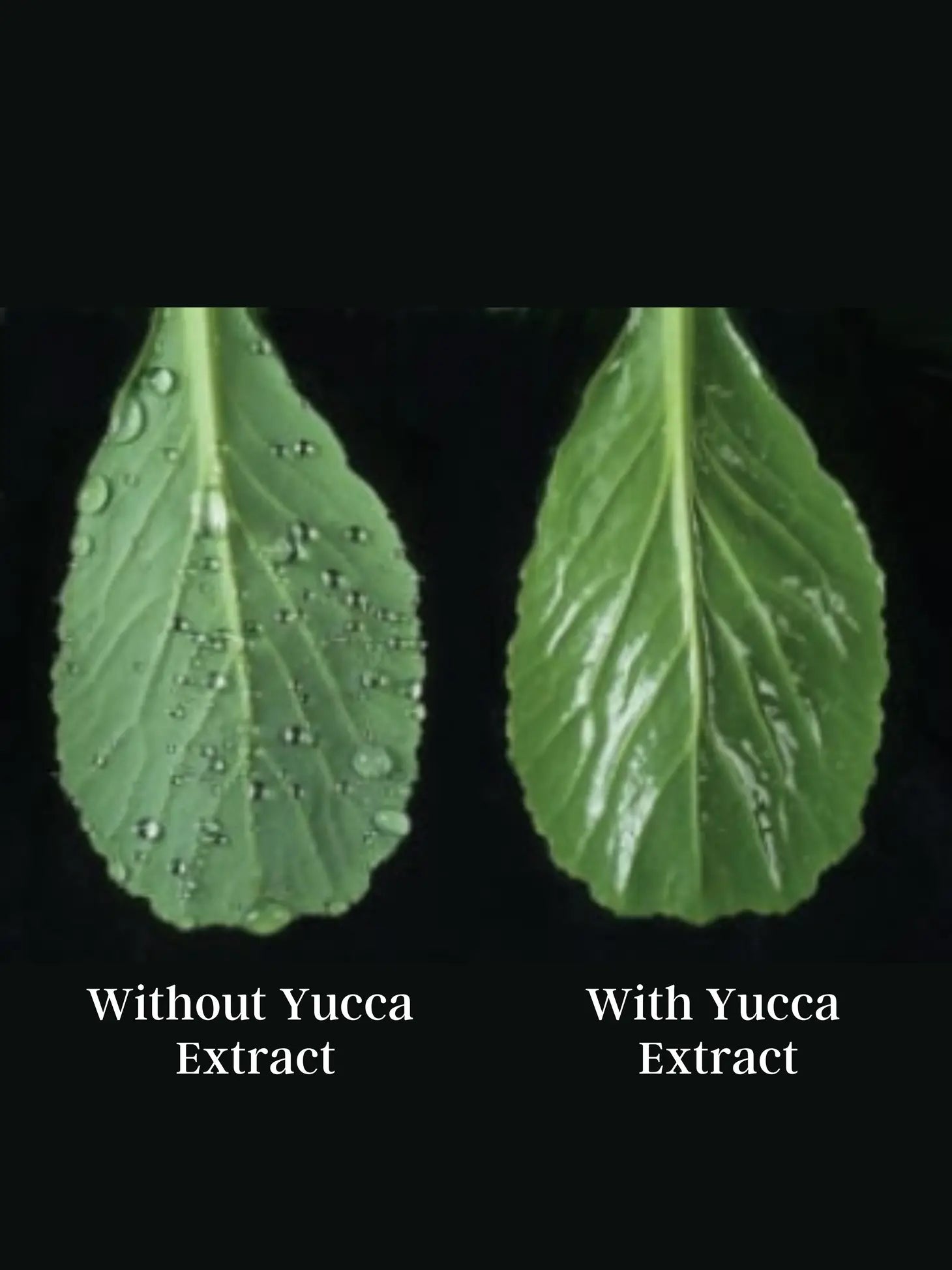 BIOS - Yucca Extract