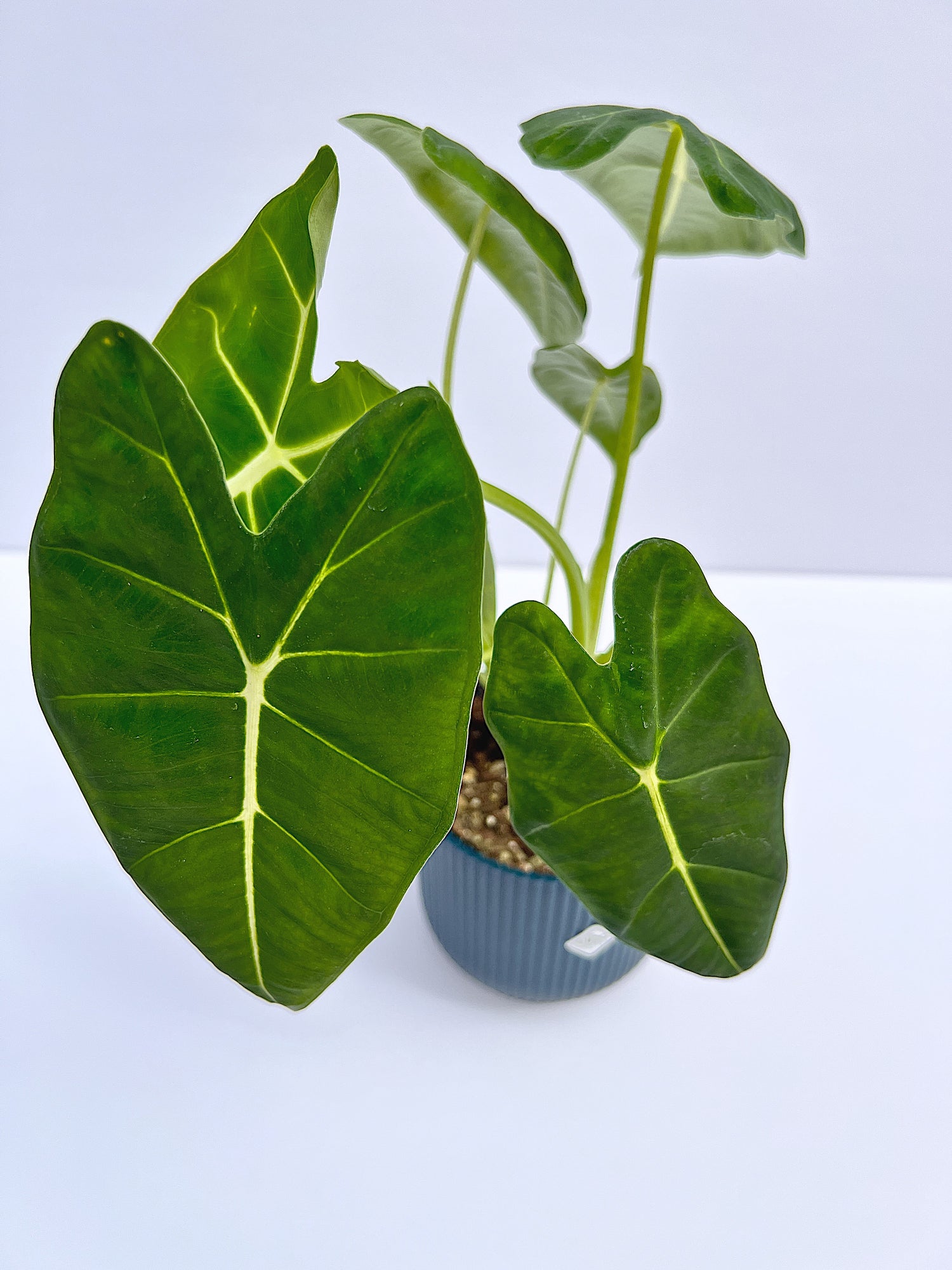 Alocasia micholitziana - Frydek