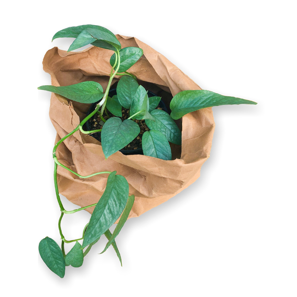 
                  
                    Paper Bag Planter
                  
                