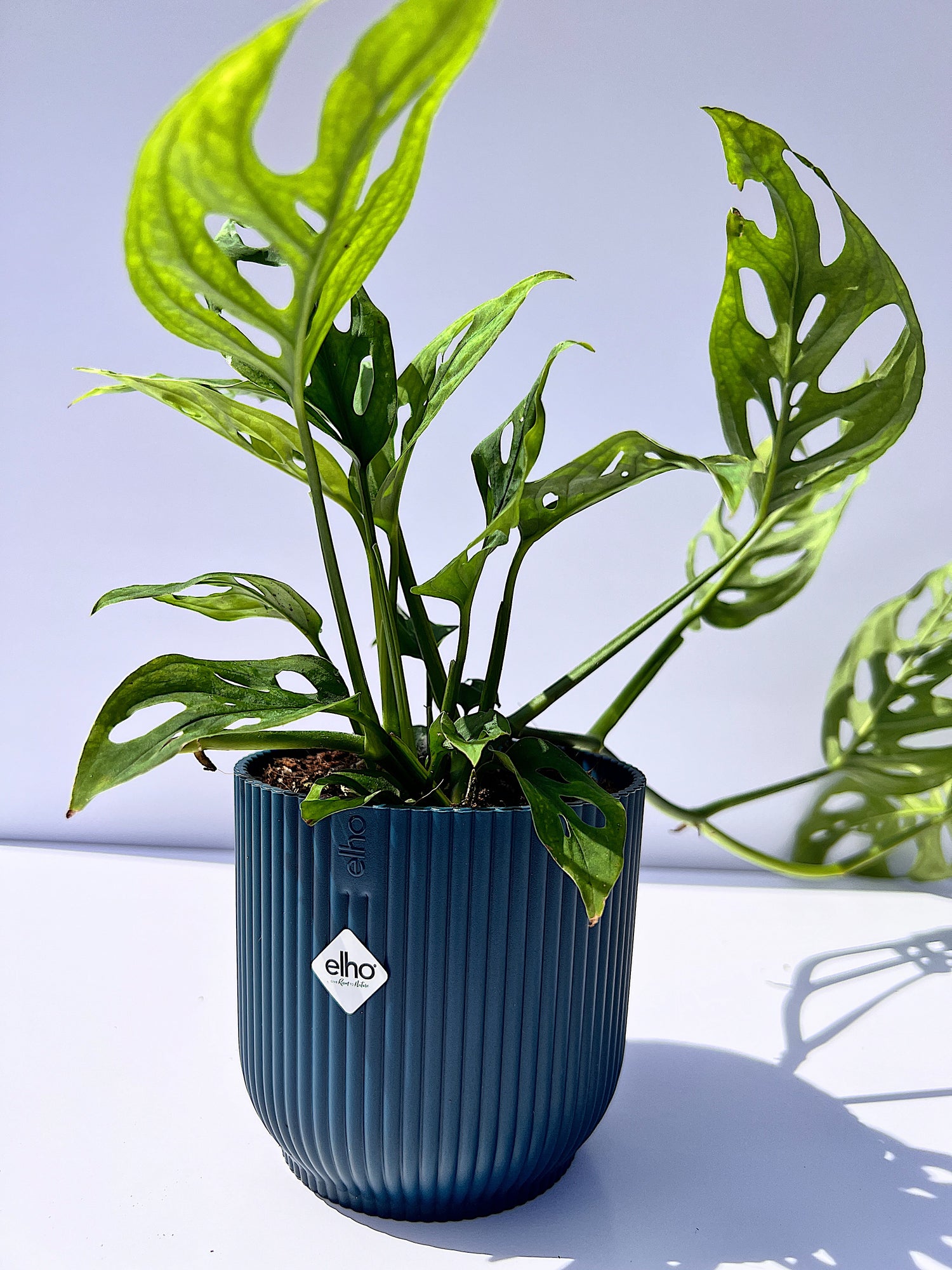 Monstera Adansonii