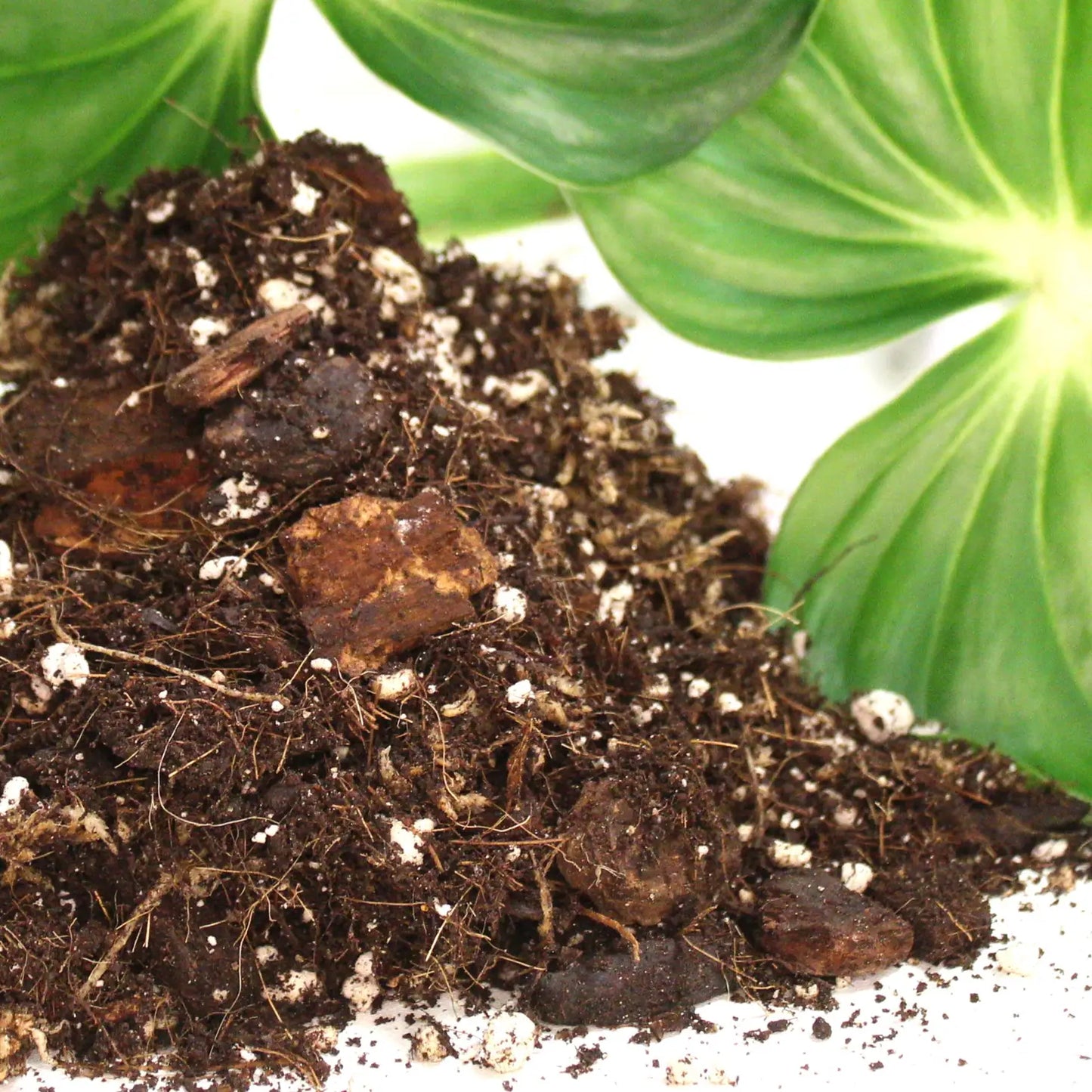 
                  
                    Aroid Blend- Potting soil for indoor plants
                  
                