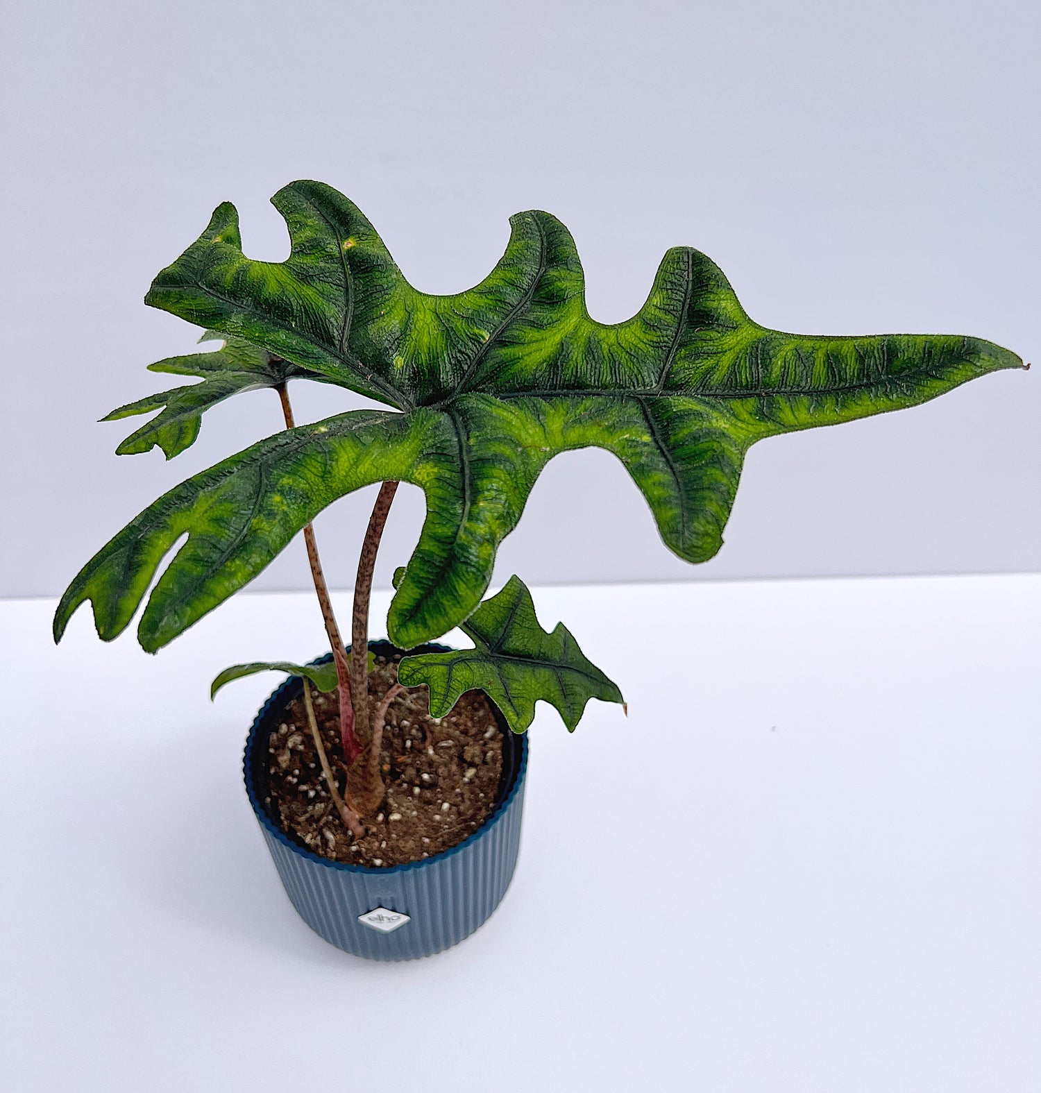 Alocasia (Tandurusa) Jacklyn