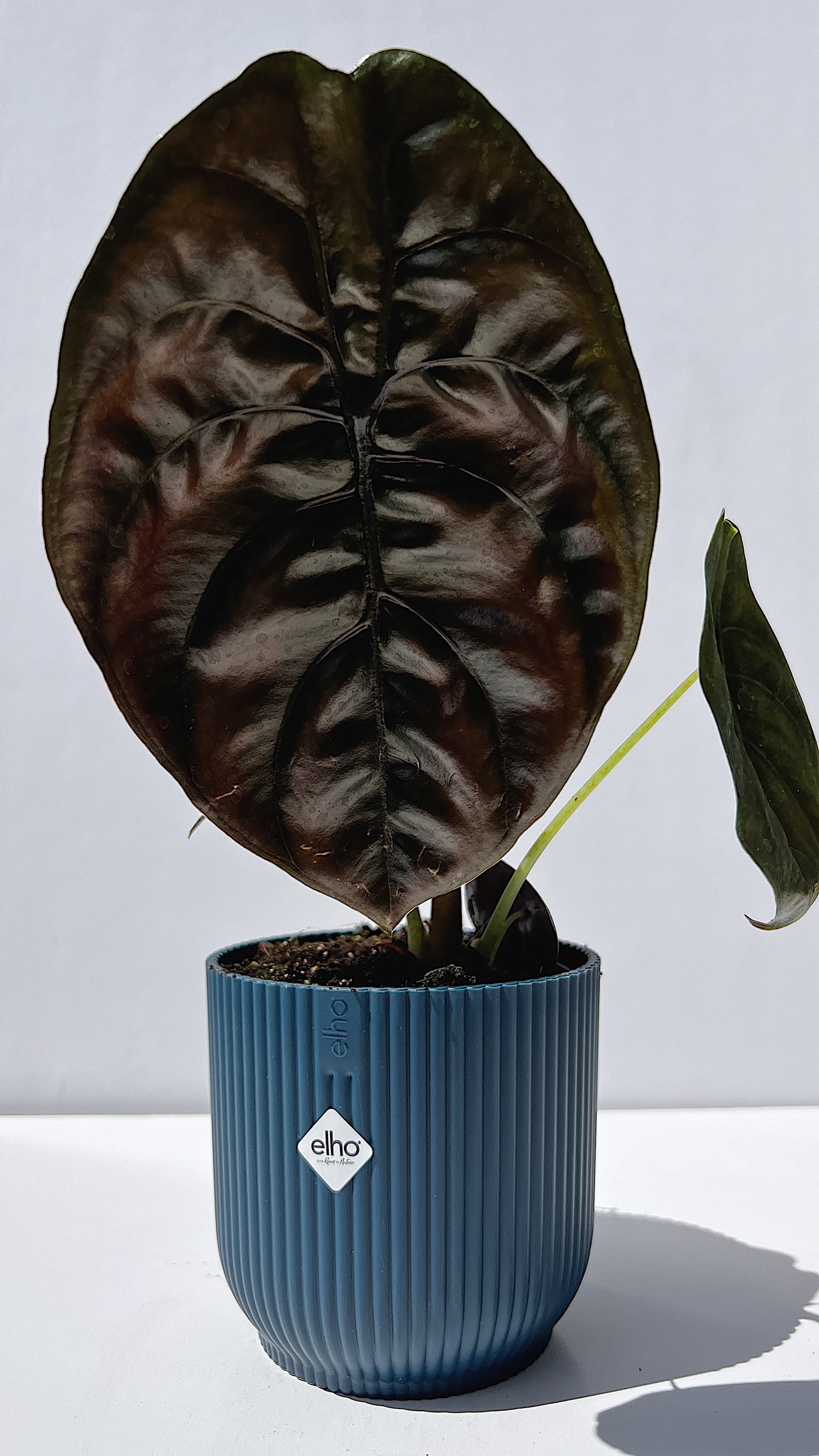 Alocasia Cuprea