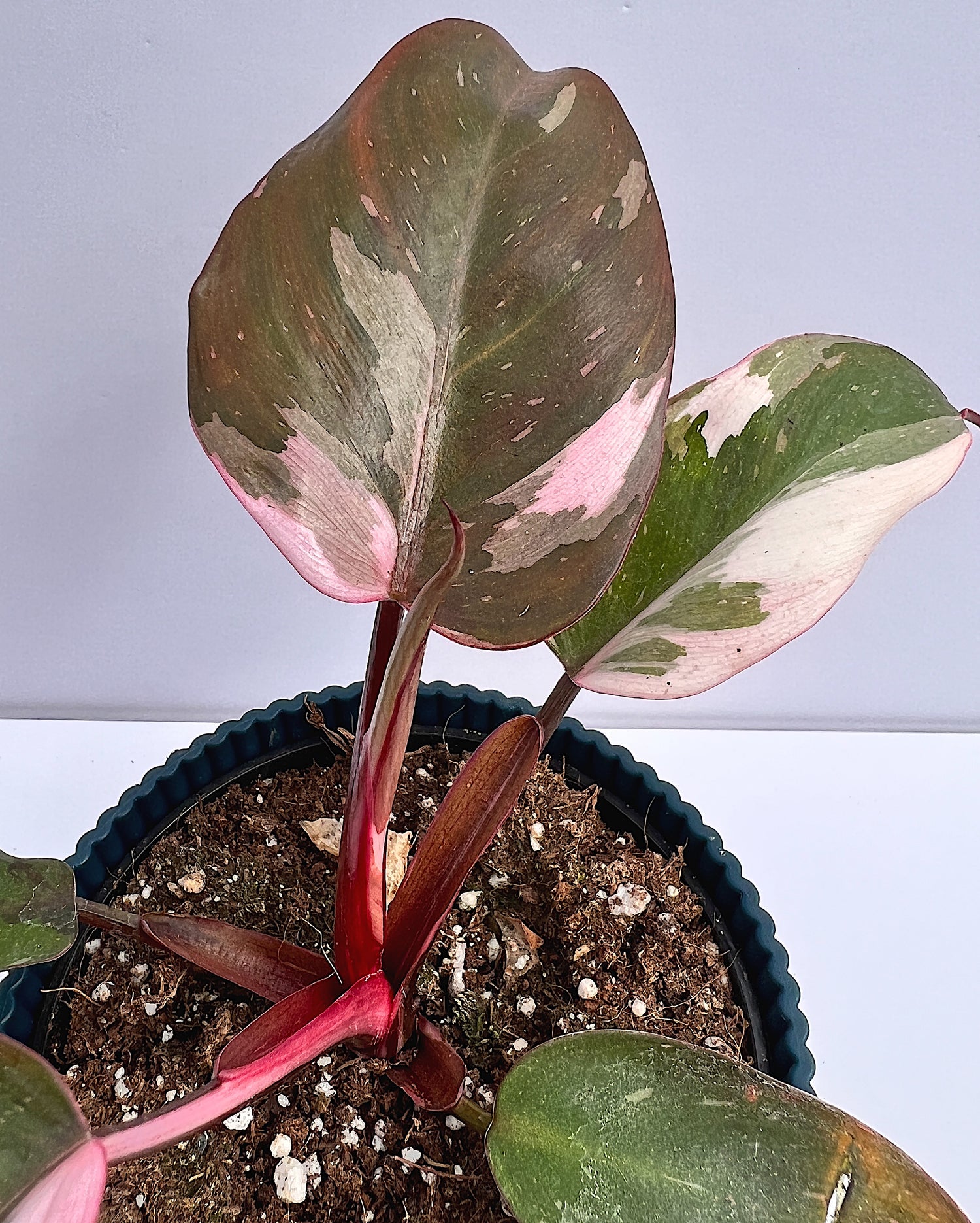 Philodendron erubescens - Pink Princess