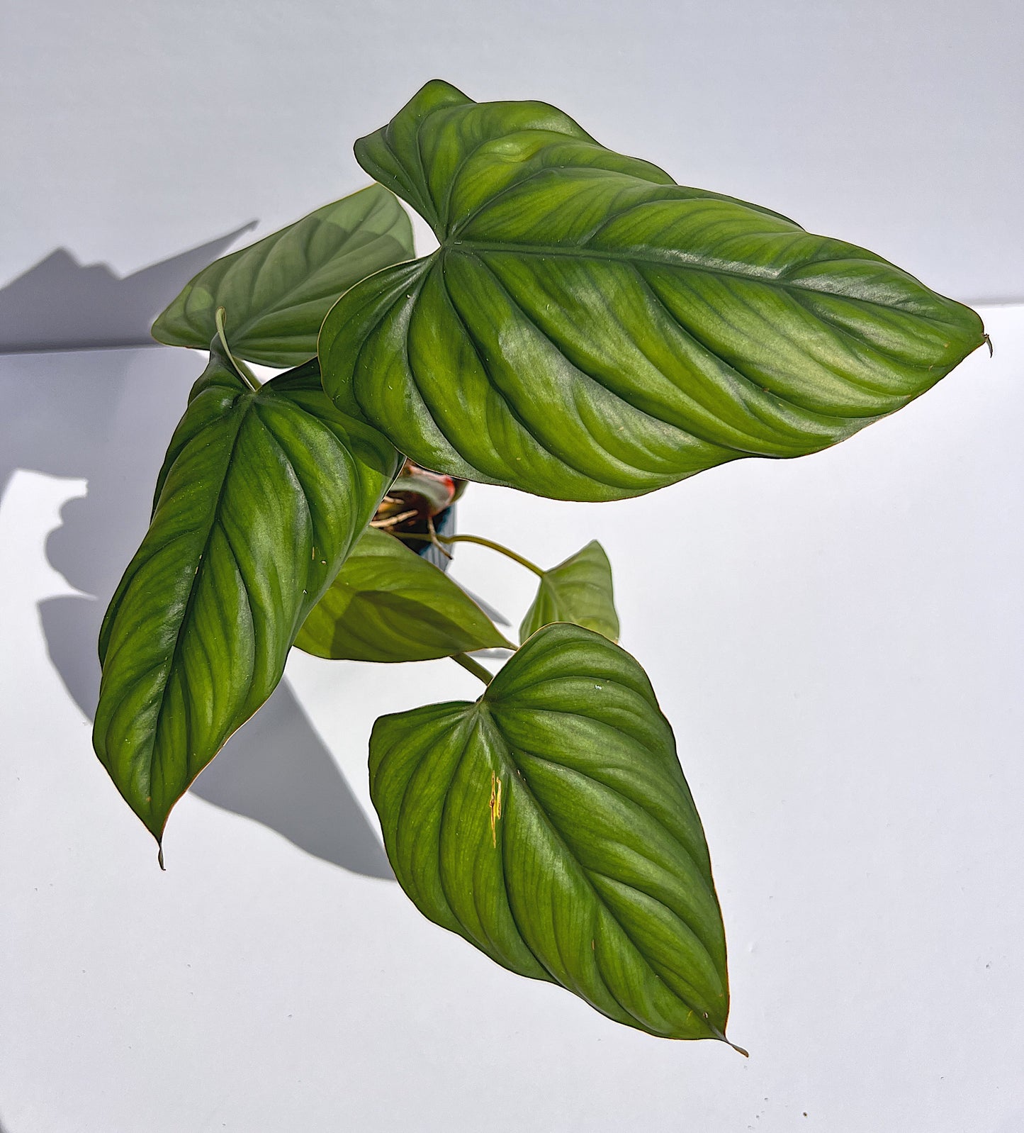
                  
                    Philodendron sp Colombia/silver
                  
                