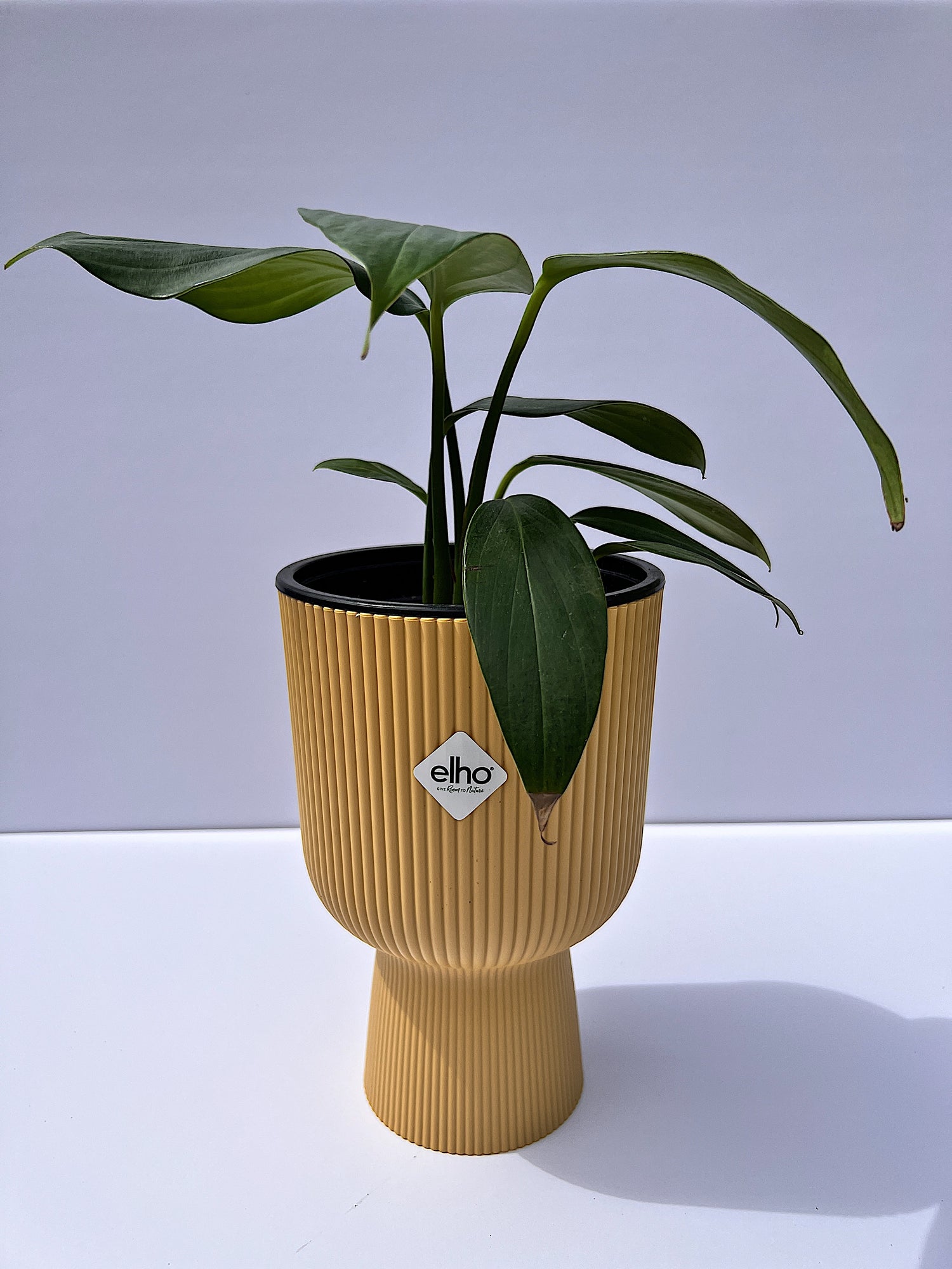 Rhaphidophora decursiva - Dragon Tail