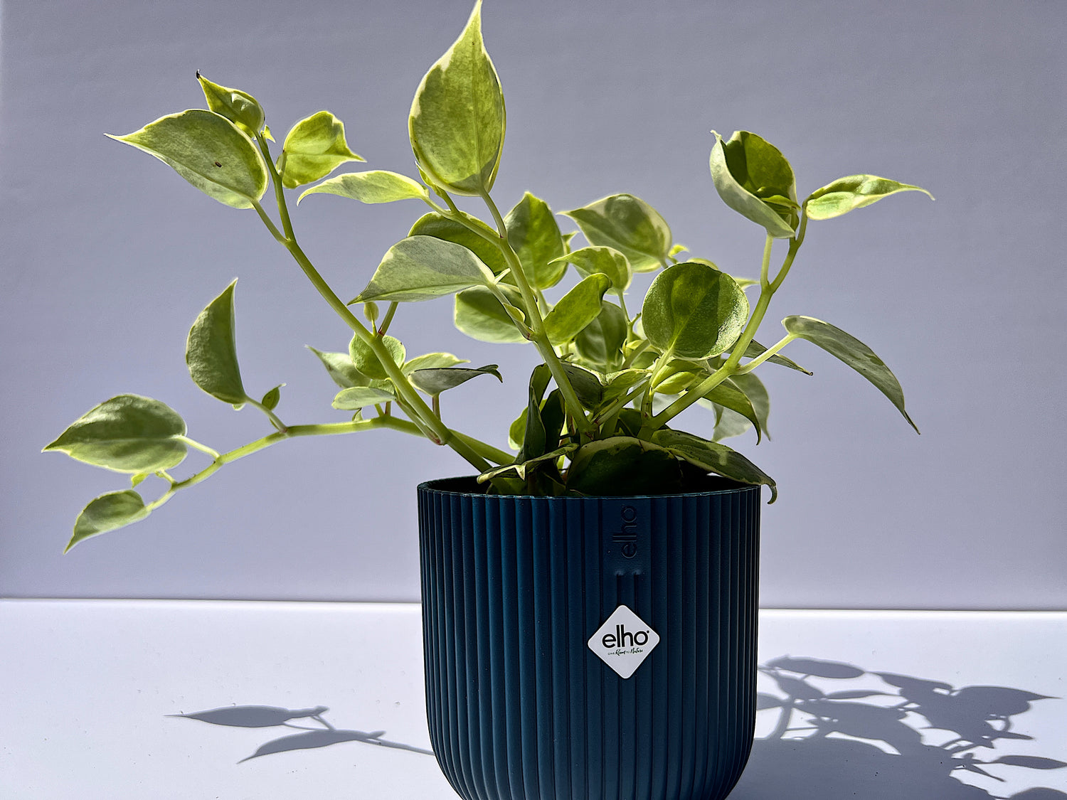 Peperomia scandens Variegata