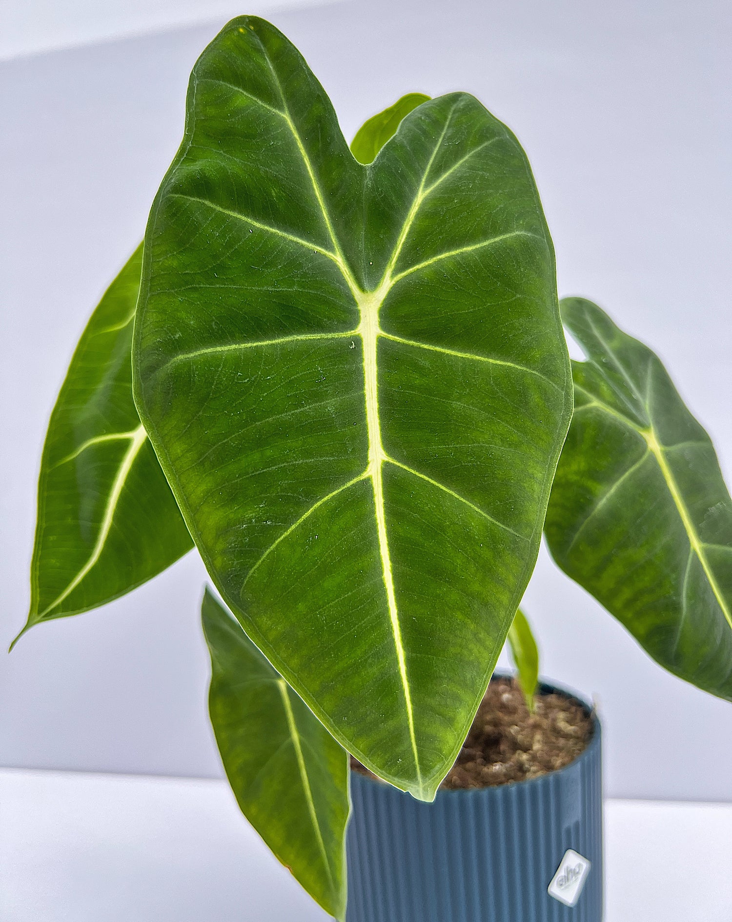 Alocasia micholitziana - Frydek