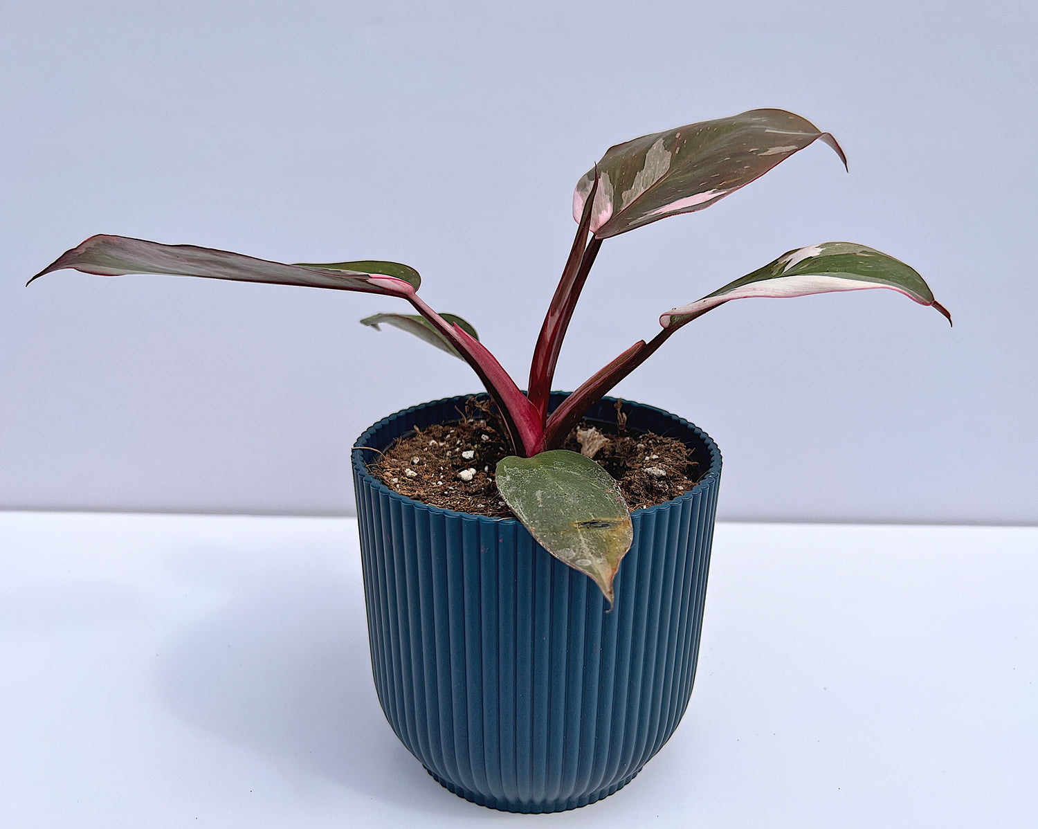 Philodendron erubescens - Pink Princess