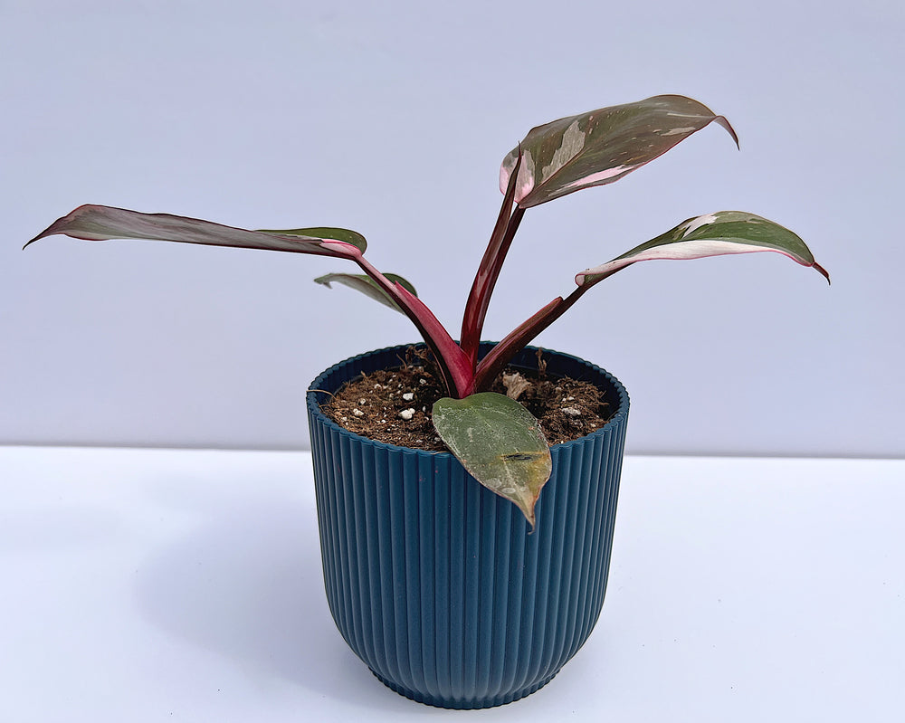 
                  
                    Philodendron erubescens - Pink Princess
                  
                