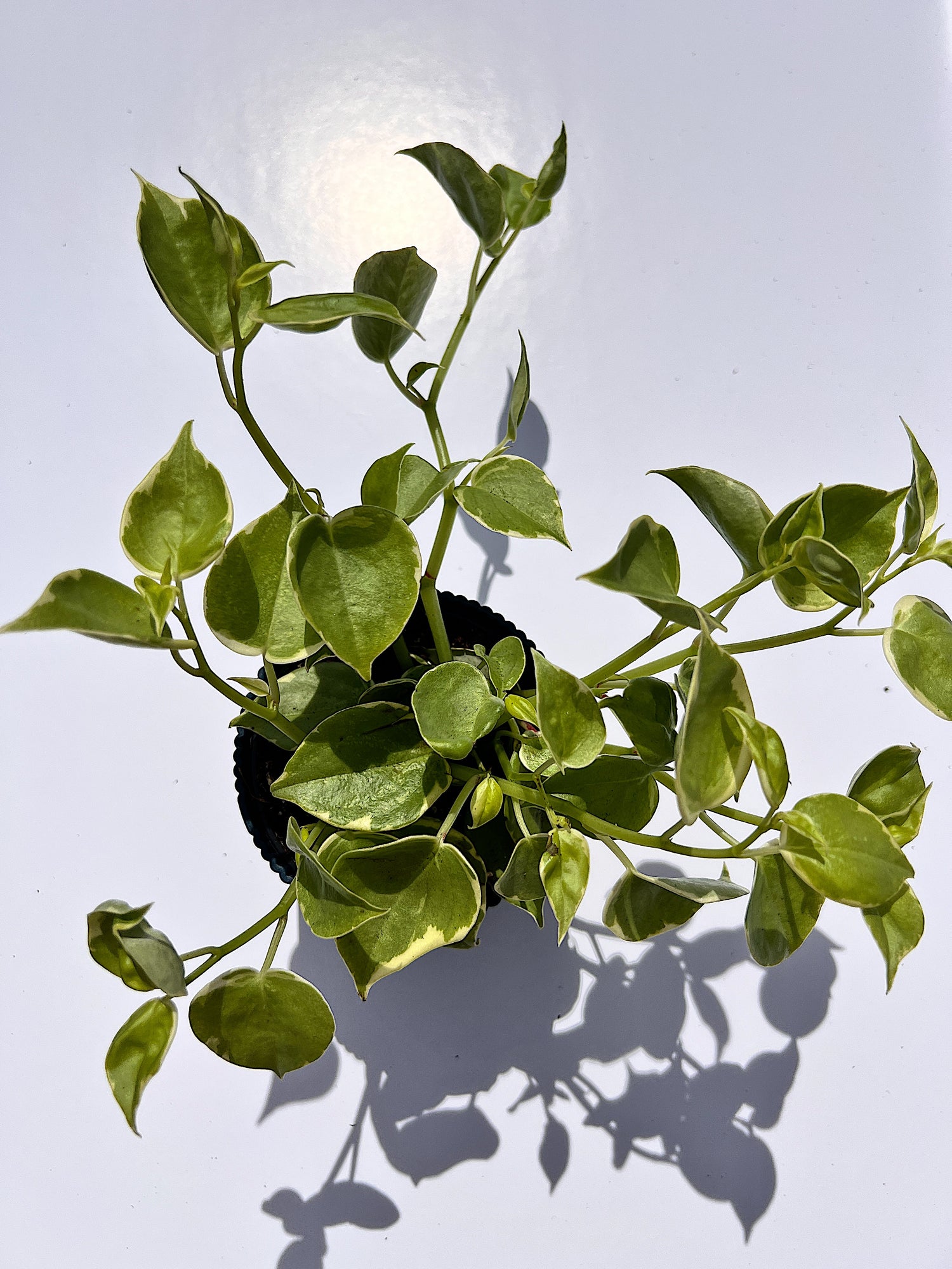 Peperomia scandens Variegata