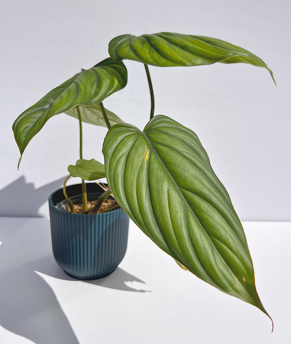 Philodendron sp Colombia/silver – Plant Gather
