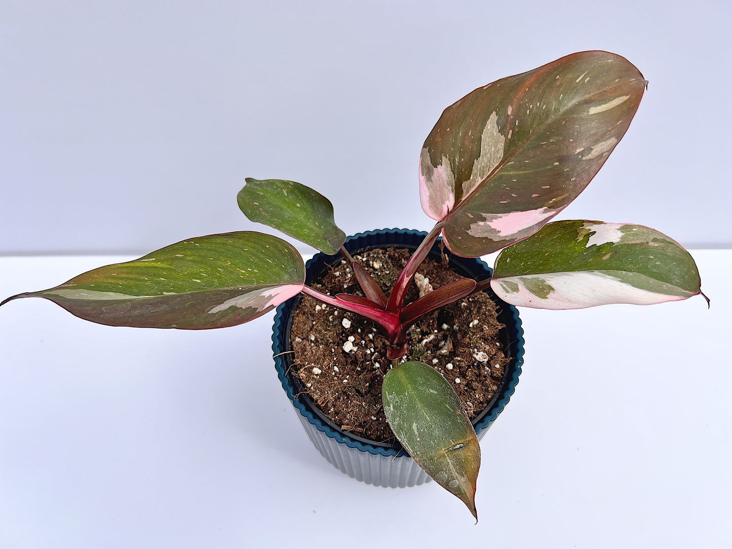
                  
                    Philodendron erubescens - Pink Princess
                  
                