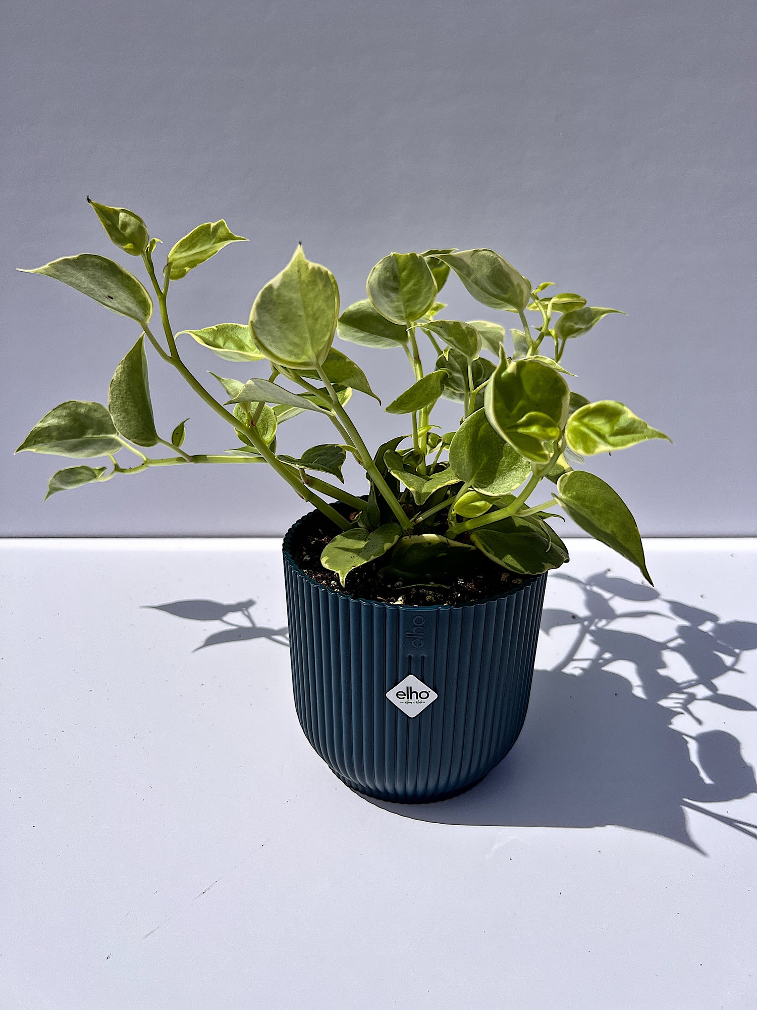 Peperomia scandens Variegata