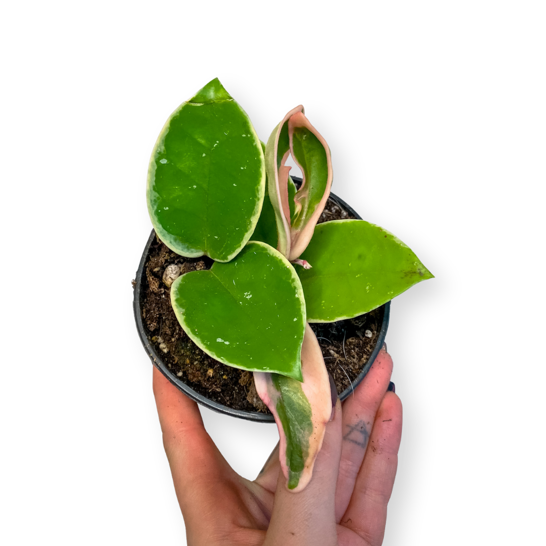Hoya carnosa - Krimson Queen
