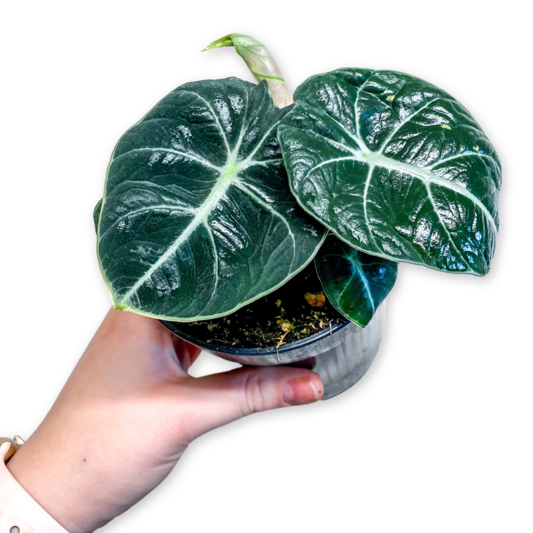 Alocasia Reginula - Black Velvet