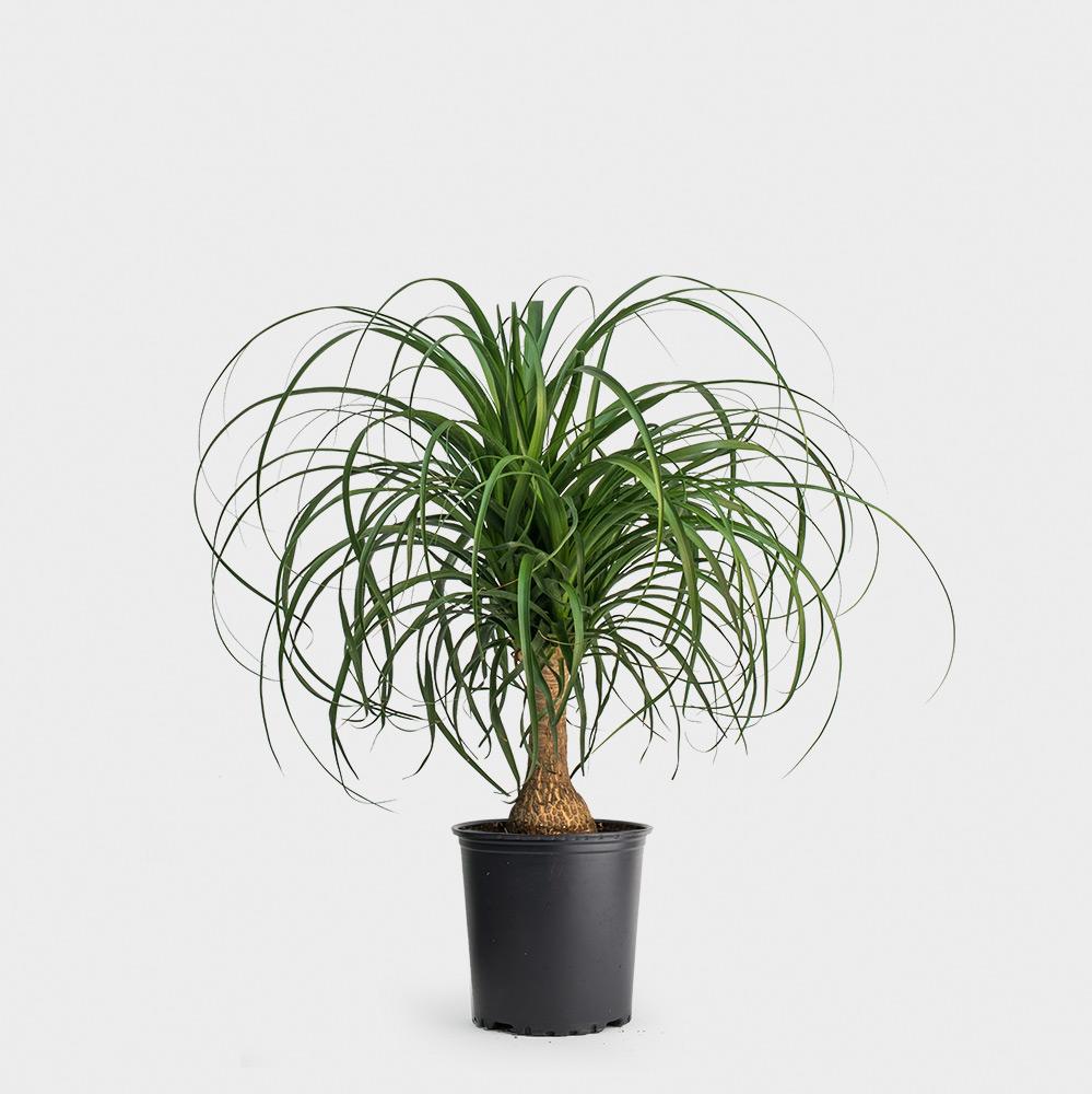 Beaucarnea guatamalensis - Ponytail Palm