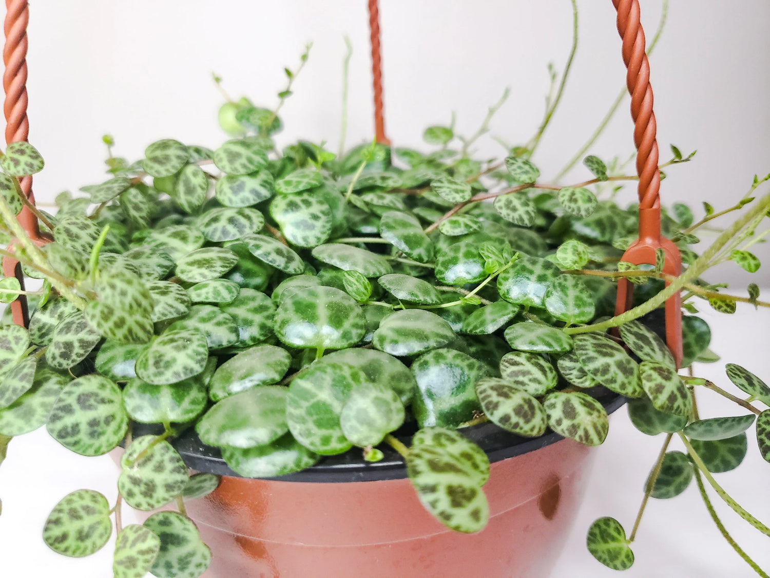 Peperomia prostrata - String of Turtles