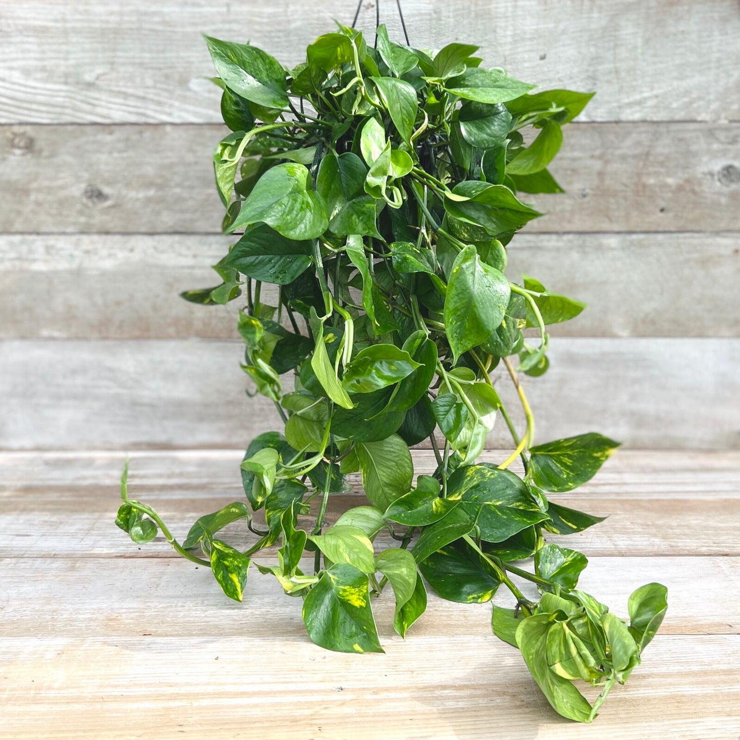 Epipremnum aureum - Golden Pothos