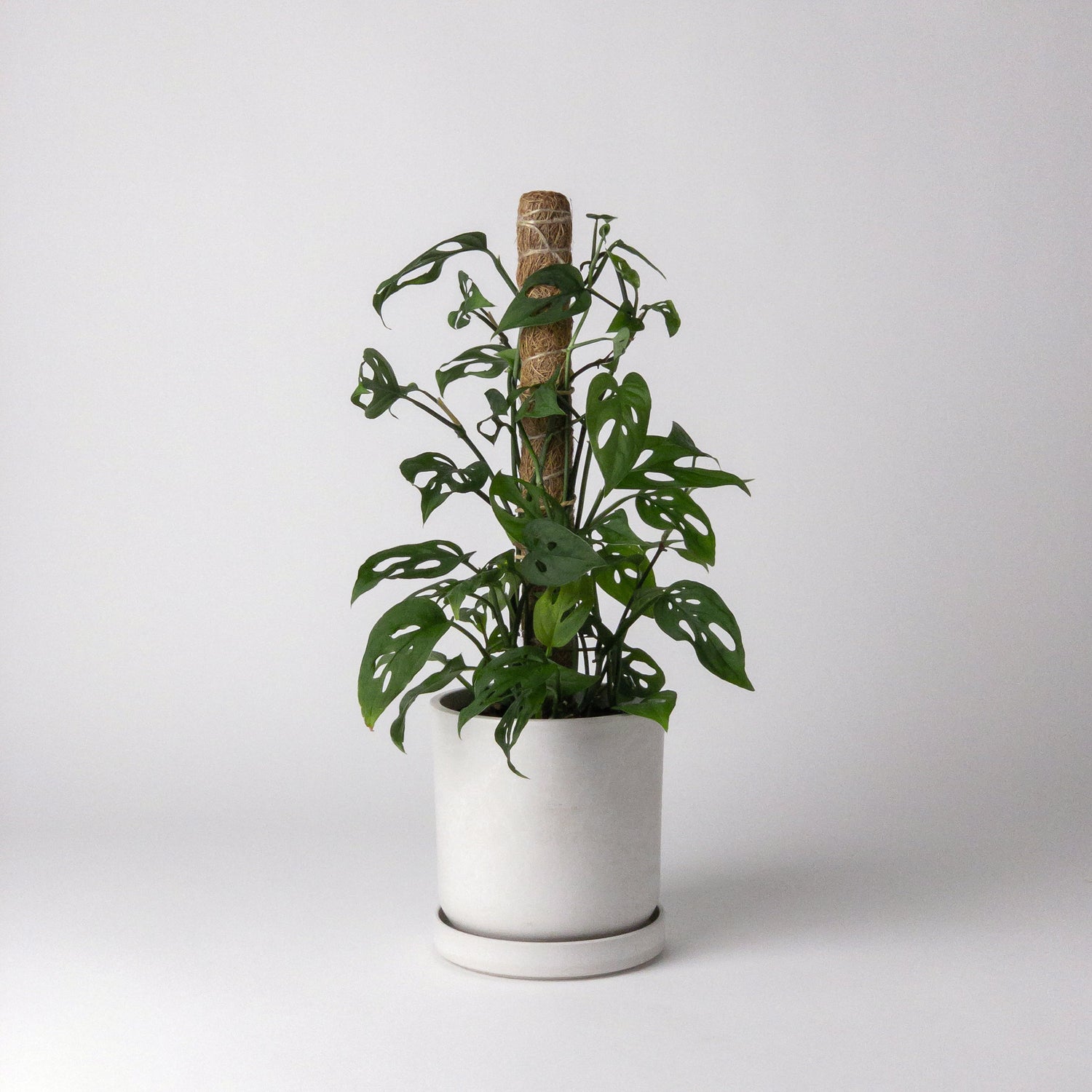 Kanso - Signature Planter Pot & Saucer