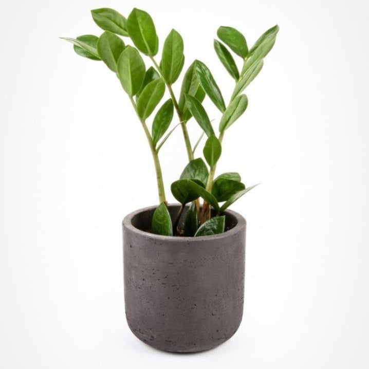 Zamioculcas zamiifolia - ZZ Plant