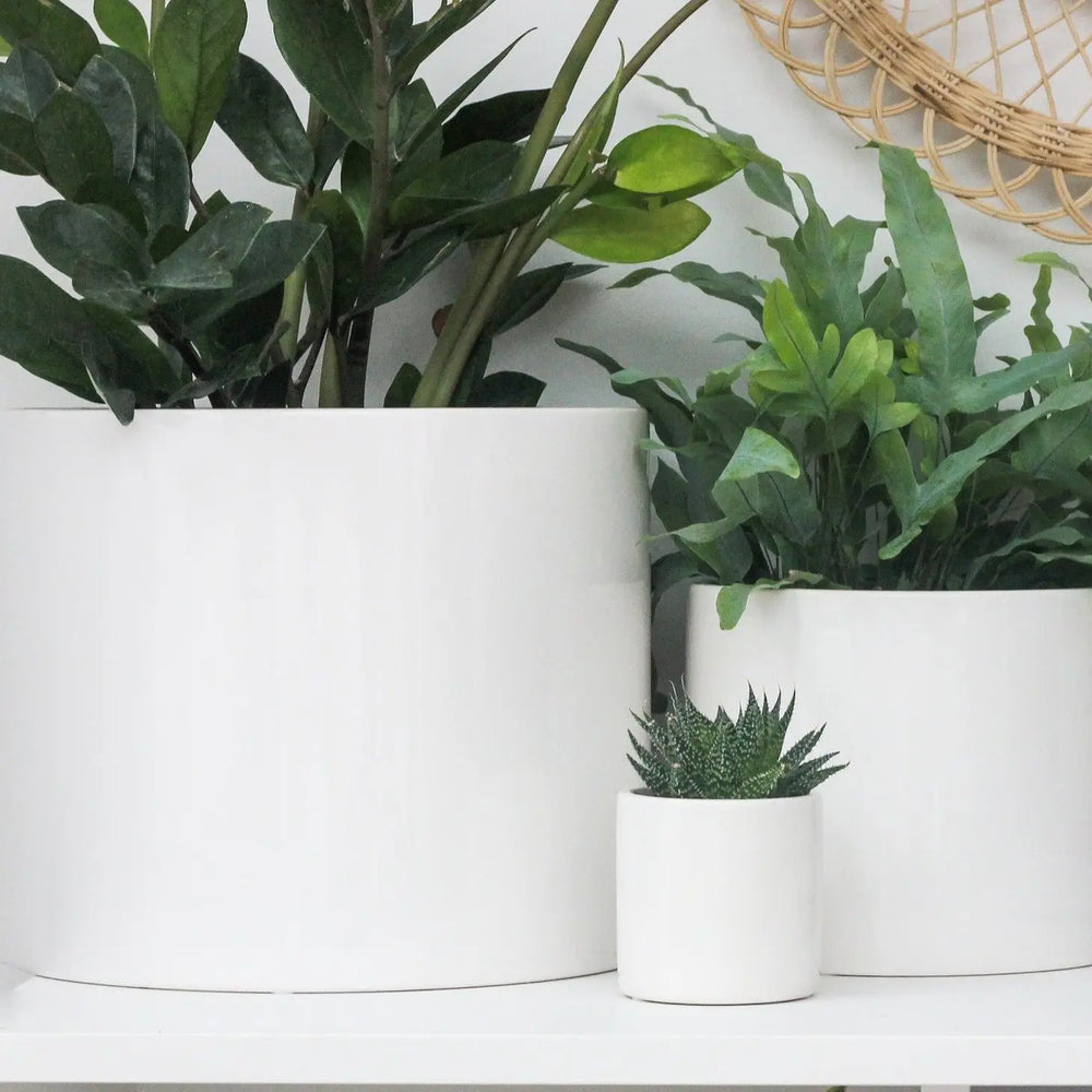 Glossy White Ceramic Plant Pot