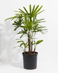 Rhapis excelsa - Lady Palm