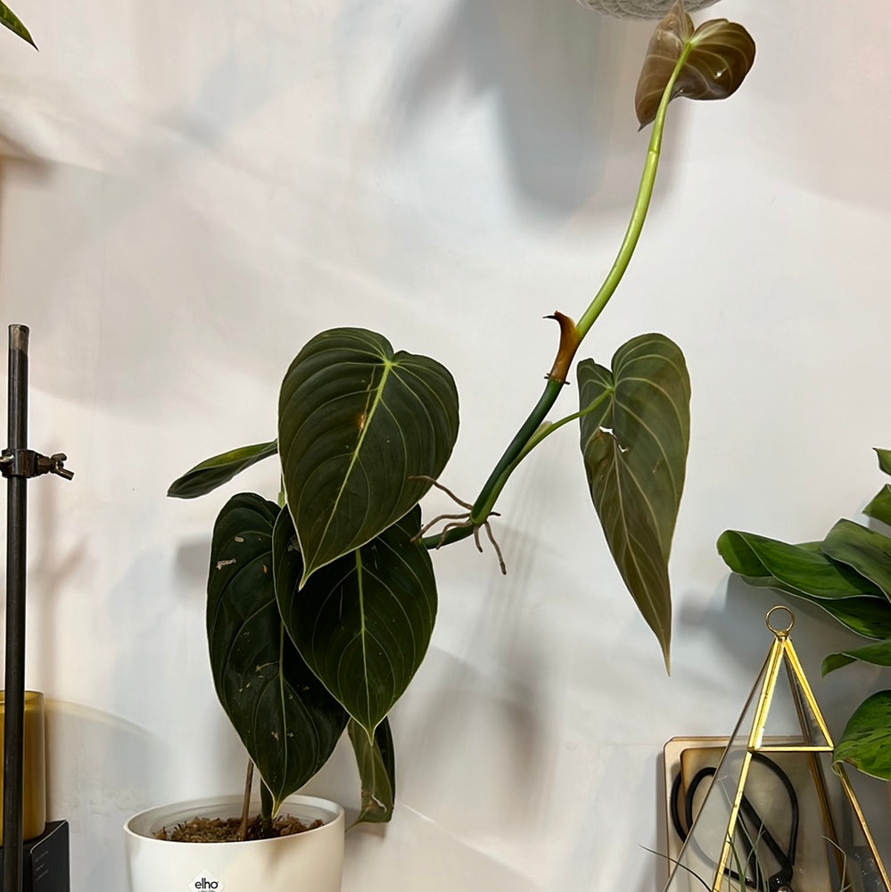 
                  
                    2 Leaf rooted cutting - Philodendron Melanochrysum
                  
                