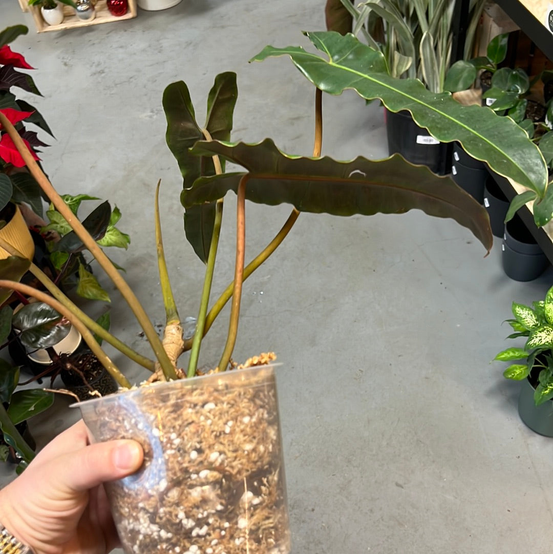 Philodendron Billietiae x Atabapoense (Dark) – Plant Gather