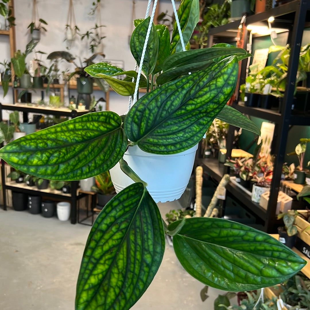 Monstera karstenianum - Peru