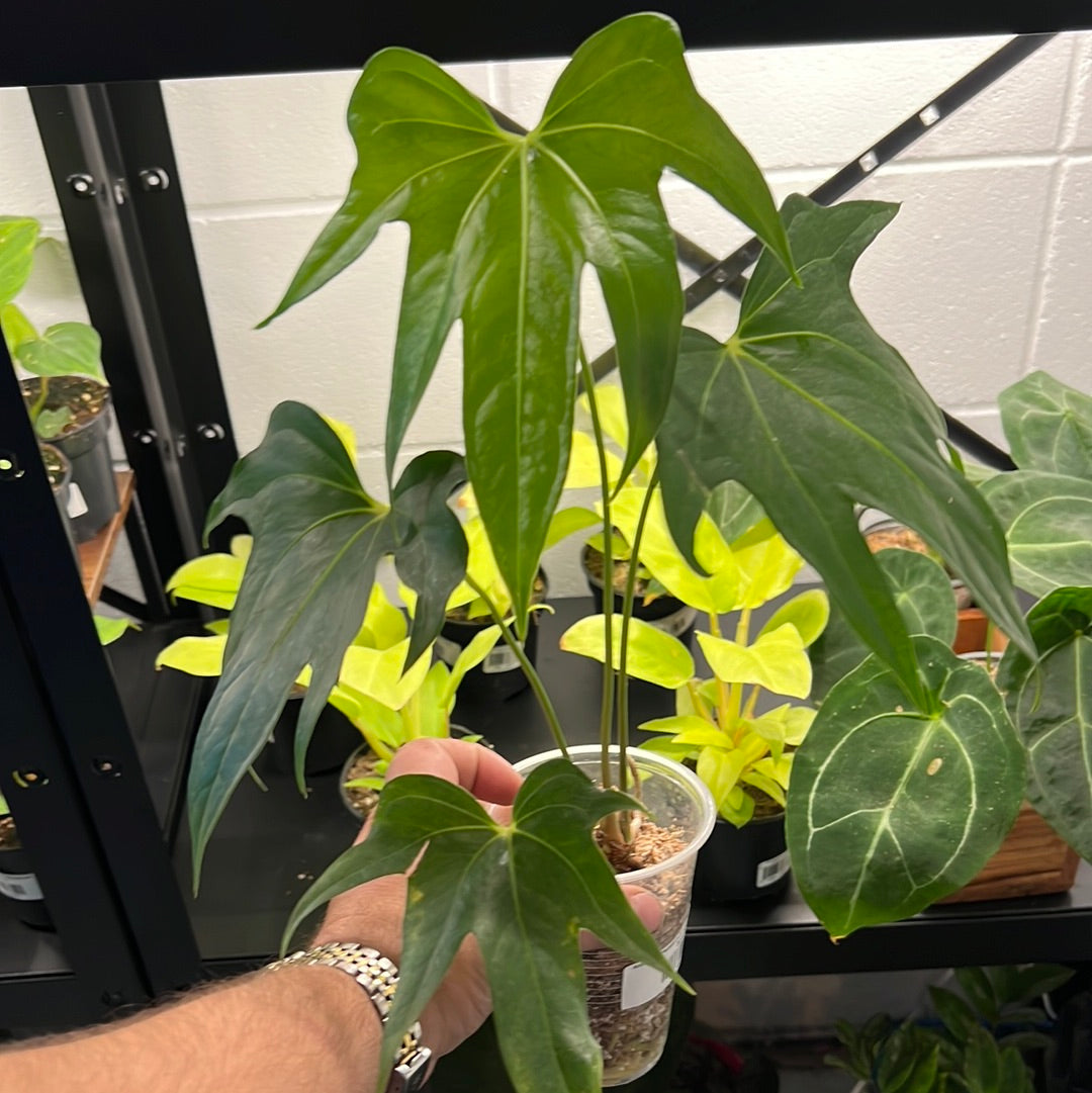 Anthurium Pedatoradiatum - Anthurium Fingers