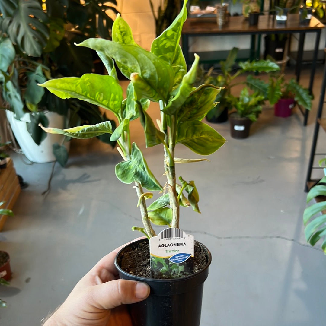 Aglaonema Tricolor