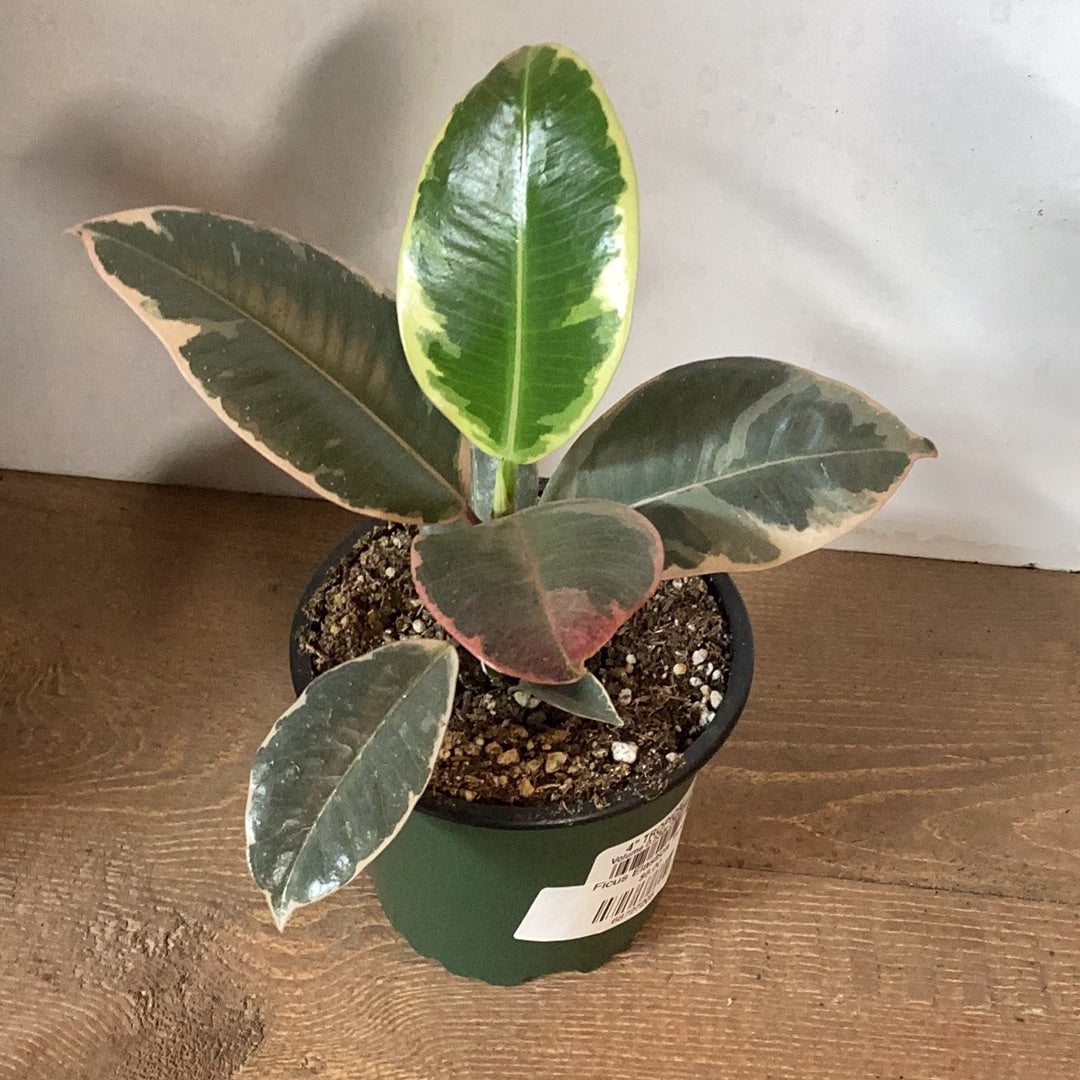 Ficus elastica - Tineke
