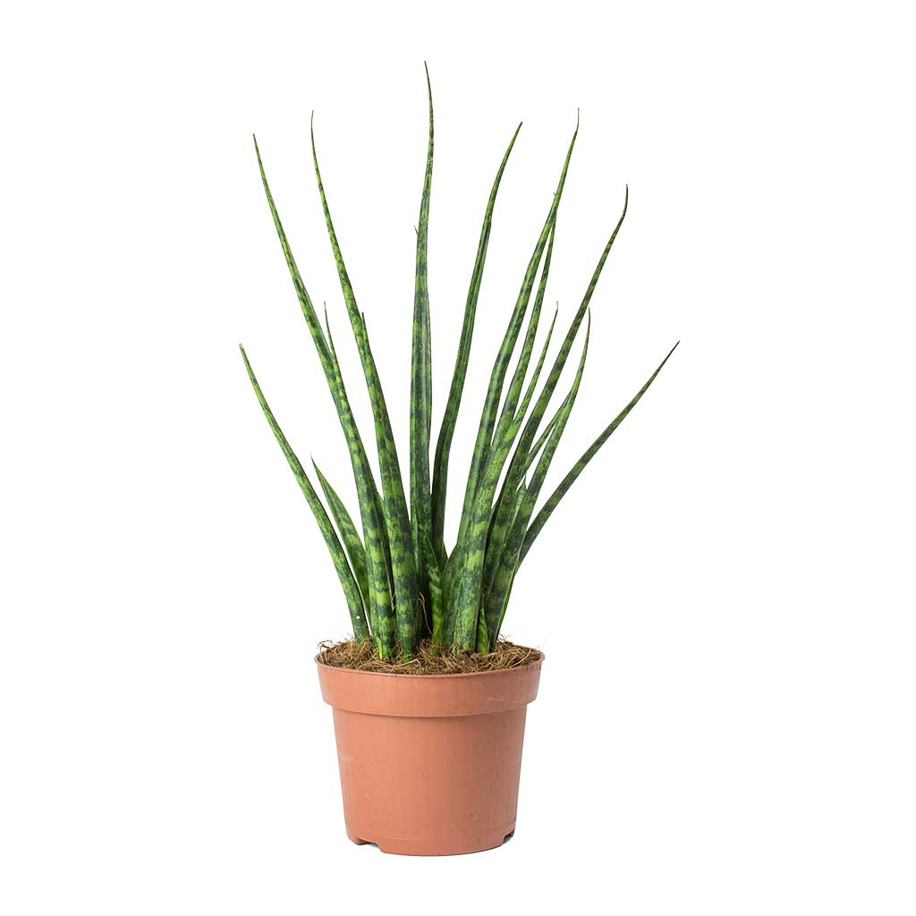 Dracaena Fernwood Mikado - Snake Plant