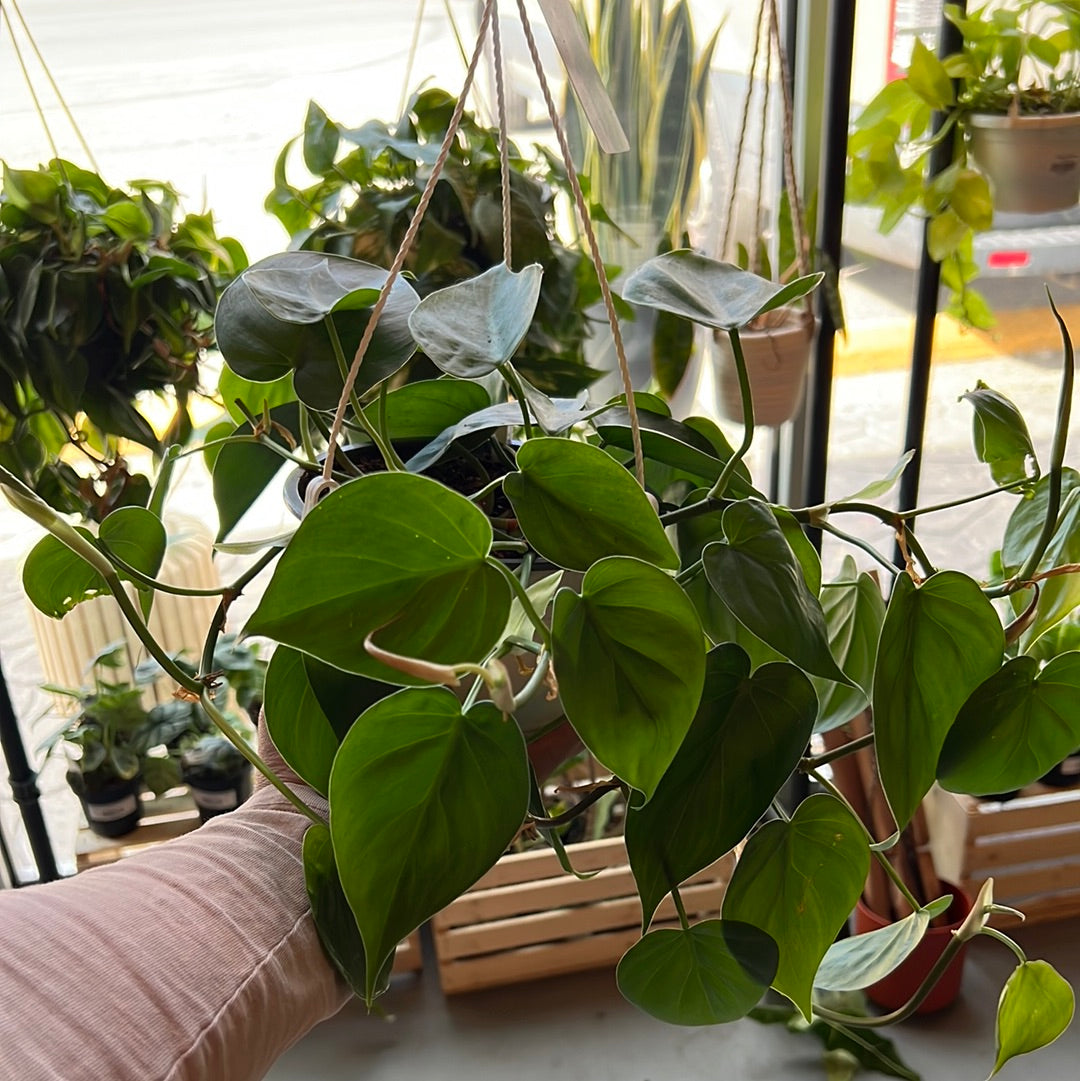 Philodendron cordatum - Heart Leaf