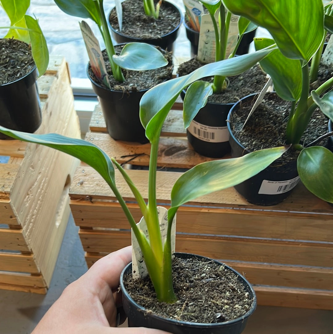 Strelitzia nicolai - Birds of Paradise (White)