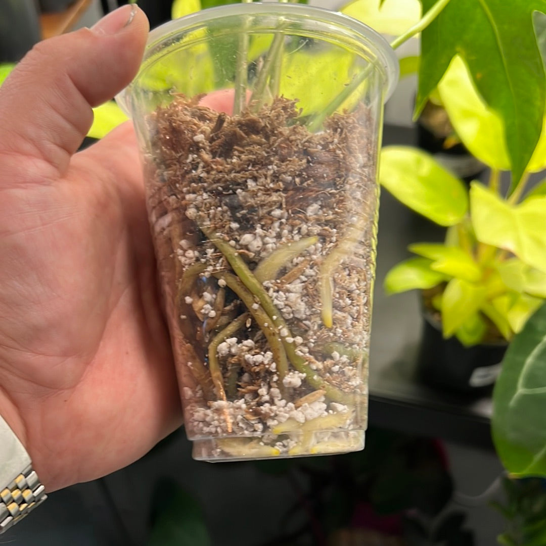 Anthurium Pedatoradiatum - Anthurium Fingers