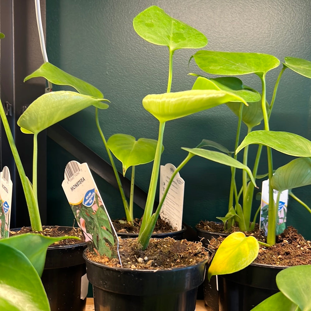 
                  
                    Monstera Deliciosa
                  
                