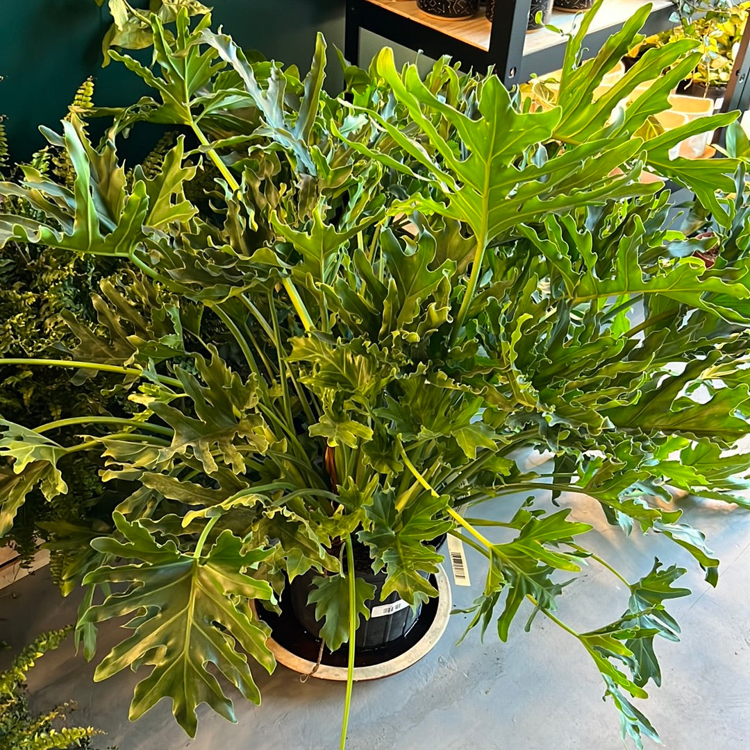 Philodendron Selloum - Thaumatophyllum bipinnatifidum