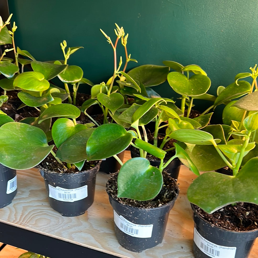 Peperomia polybotrya - Raindrop